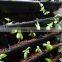expanded clay pebbles for hydroponics