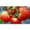 Natural tomato powder extract/tomato flavor powder/tomato powder