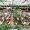 Low Price Garden Greenhouse/Agricultural Greenhouse Tube Hydroponic Growing Systems