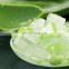 Aloe Vera Chunk From Vietnam