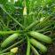 Jade 808 Hybrid Summer Squash Variety