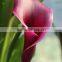 Alibaba china latest calla lily flower wholesale for funeral