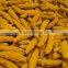Single Polished Turmeric Fingers