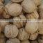 We are supply walnut in shell with best price for sale