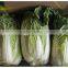 fresh Chinese Cabbage