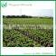 Ficus Ginseng Live Natural Plants