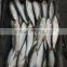 low price canned fish sardine frozen sardine for canning