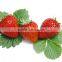 Instant strawberry drinks powder