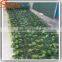 Artificial Plants 50*50cm Artificial Boxwood Hedges Plastic Outdoor Fence Garden Decoration Fence Screen Greenery Panel