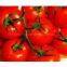 Natural tomato powder extract/tomato flavor powder/tomato powder