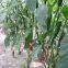 Dark Green Pepper Seeds Hot Pepper Greenhouse Plant Pepper Seeds No.42