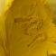 YELLOW GLOSS POWDER COATING