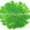 Organic Pure Moringa Lotion Bulk Producers