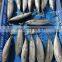 Hot sale fresh frozen bullet tuna bonito fish for export