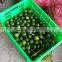 Viet Nam Seedless lime