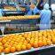 Fresh Navel orange High Quality