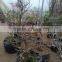 re plum Prunus mume seedling tree