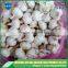 Good faith garlic suppliers for international market