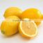 JLM01 Kingdeli fruit seeds in lemon tree seeds, lemon seeds
