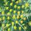 FENNEL ESSENTIAL OIL / 100% PURE FENNEL SEED OIL / BEST REASONABLE PRICE