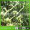 100% virgin material Plastic trellis net plant climbing support netting cucumber netting vine netting Pea & Bean netting