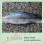 2015 Tuna Factory Supply Raw Whole Tuna