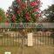 Camellia Japonica Tree Plant