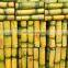 Low Price Frozen Sugarcane For Juice/Vietnam High Quality Frozen Sugarcane