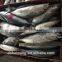 Frozen bonito fish feed with size 750 - 1000 g