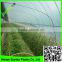 Supply 2016 100% virgin LDPE 200 micron plastic film greenhouse cover film for tomato