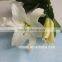Low Prizes Fresh Cut Lilium Flower With Good Smell