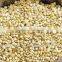 Snow white sorghum