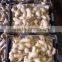 New Crop Fresh Ginger/air Dry Ginge for Export