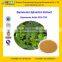 GMP Certified Factory Supply Natural Gymnemic Acid