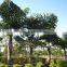 Wholesale Outdoor Decrotive Landscaping Ornamental Palm Caryota Urens L