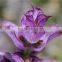 BEST EXPOTER OF CLARY SAGE OIL