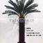 HX20170416 mini potted cycad tree for decoration