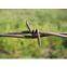 Barbed Wire