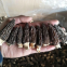 Factory Price Premium Quality Chinese Dried Morel Mushroom/Morchella esculenta (4-6CM)