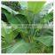 Cheap Price Fresh Banana Leaves/Packing Vegetable in supermarket/Chung Cake Vietnam