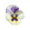 Free Sample Wild Pansy Extract/Effective Antioxidant Viola Tricolor Extract