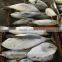 Size 1000g up Frozen Bonito Auxis tapeionsoma wholesale