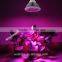 Attractive RED&BLUE Par38 LED 24W E27 Hydroponic LED Plant Grow Light