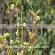 2015 Manufacturer Pure Natural High Qulity Suma Extract, Pfaffia Paniculata Extract, Brazilian Ginseng Extract