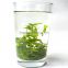 Top quality weight loss sweet ku ding ilex ku ding cha Chinese herb small leaf kuding green tea