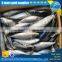 Frozen pacific mackerel(scomber japonicus) with all size