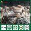 Fresh Dried Shiitake Mushroom Growing Shiitake Mushroom Log Spawn for Mushroom Farm