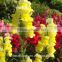 single stem fresh cut yellow antirrhinum flower for wholesale