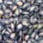 China Roasted black watermelon seed for sale