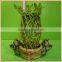 pineapple shape cage shape lucky bamboo air bonsai tree dracaena sanderiana indoor aquatic plants nursery garden decoration